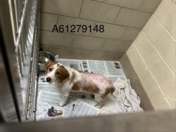 Shelter Stray Female Dog last seen Ridgeway Bark Park, Hampton, VA, 5843 Jefferson Ave, Newport News, VA 23605, USA