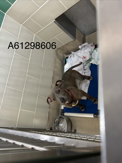Shelter Stray Female Dog last seen Rip Rap Rd, Hampton, VA, 5843 Jefferson Ave, Newport News, VA 23605, USA