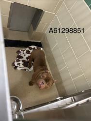 Shelter Stray Male Dog last seen Near Wellington Drive, Hampton, VA, 5843 Jefferson Ave, Newport News, VA 23605, USA