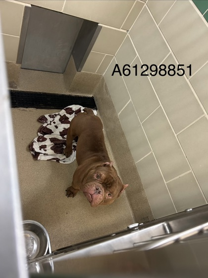 Shelter Stray Male Dog last seen Near Wellington Drive, Hampton, VA, 5843 Jefferson Ave, Newport News, VA 23605, USA