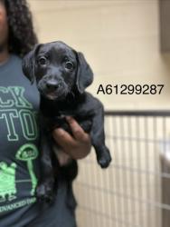 Shelter Stray Female Dog last seen Warwick Blvd, Newport News, VA, 5843 Jefferson Ave, Newport News, VA 23605, USA
