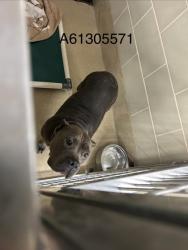 Shelter Stray Female Dog last seen Near Cherry Ave, Hampton, VA, 5843 Jefferson Ave, Newport News, VA 23605, USA