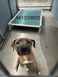 Shelter Stray Female Dog last seen Near Logan Pl #14, Newport News, VA, 5843 Jefferson Ave, Newport News, VA 23605, USA