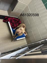 Shelter Stray Female Dog last seen Near Saxton DR, Hampton, VA, 5843 Jefferson Ave, Newport News, VA 23605, USA