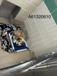 Shelter Stray Male Dog last seen Near Tinsley CT, APT 201, Newport News, VA, 5843 Jefferson Ave, Newport News, VA 23605, USA
