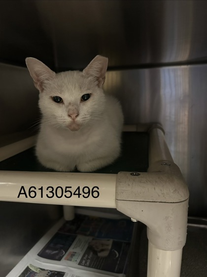 Shelter Stray Male Cat last seen Near Warwick Blvd, Newport News, VA, 5843 Jefferson Ave, Newport News, VA 23605, USA