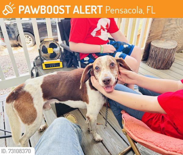 Found/Stray Male Dog last seen Behind Lawton Street Baptist Church, Pensacola, FL 32514