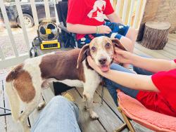 Found/Stray Male Dog last seen Behind Lawton Street Baptist Church, Pensacola, FL 32514