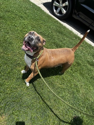 Shelter Stray Female Dog last seen , , GA, 3280 Chamblee Dunwoody Rd, Chamblee, GA 30341, USA