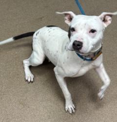 Shelter Stray Female Dog last seen , , GA, 3280 Chamblee Dunwoody Rd, Chamblee, GA 30341, USA