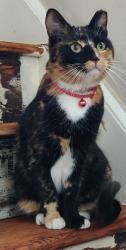 Reunited Female Cat last seen Foxon Way, Thorpe Astley, England LE3