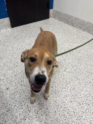 Shelter Stray Female Dog last seen Near Villa Cir SE, Atlanta, GA, 1251 Fulton Industrial Blvd NW, Atlanta, GA 30336, USA