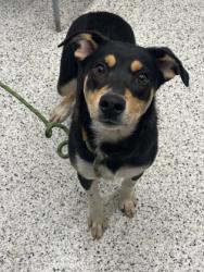 Shelter Stray Male Dog last seen Near Villa Cir SE, Atlanta, GA, 1251 Fulton Industrial Blvd NW, Atlanta, GA 30336, USA