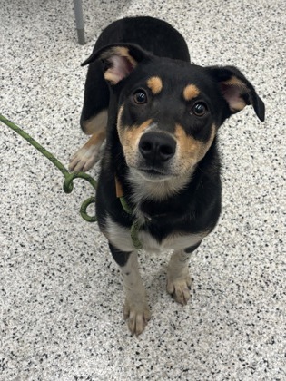 Shelter Stray Male Dog last seen Near Villa Cir SE, Atlanta, GA, 1251 Fulton Industrial Blvd NW, Atlanta, GA 30336, USA