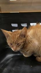 Shelter Stray Male Cat last seen Near CIRCLE DR, County/Unicorporated, NC, 1491 Business Park Ct, Gastonia, NC 28052, USA