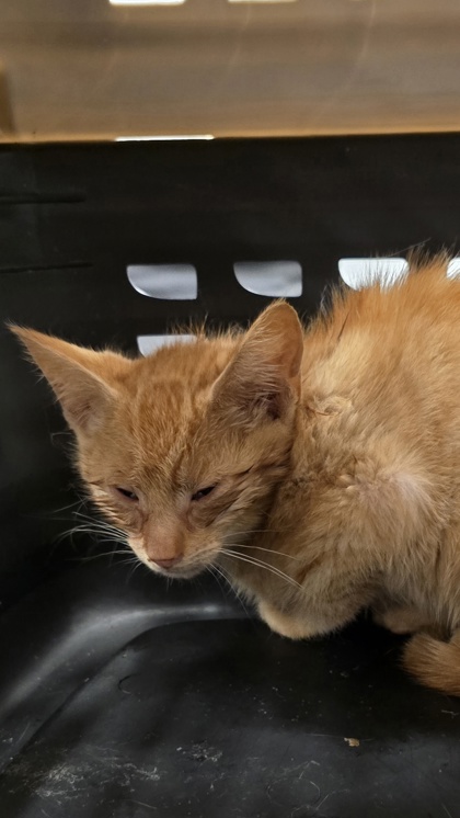 Shelter Stray Male Cat last seen Near CIRCLE DR, County/Unicorporated, NC, 1491 Business Park Ct, Gastonia, NC 28052, USA