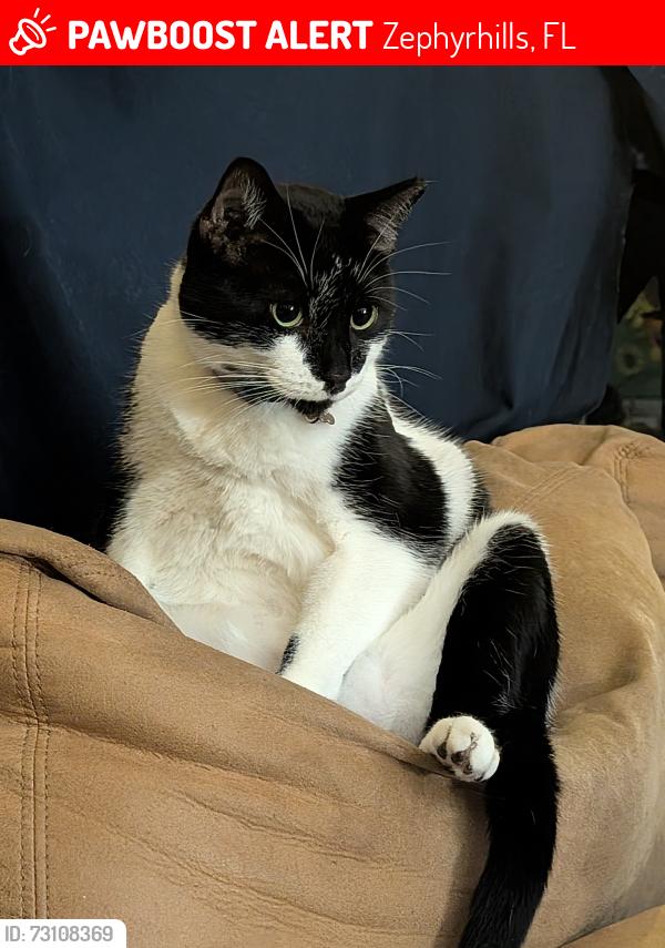 Lost Male Cat last seen Ash and Ohara, Zephyrhills, FL 33541