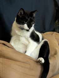 Lost Male Cat last seen Ash and Ohara, Zephyrhills, FL 33541