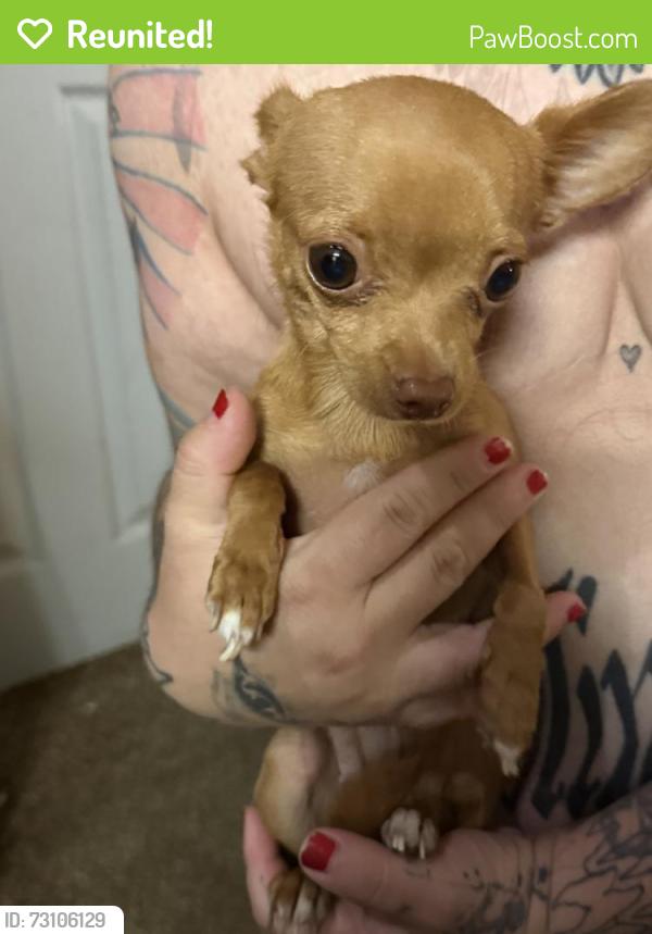 Reunited Unknown Dog last seen 70th and Vrain St Westminster, Westminster, CO 80030