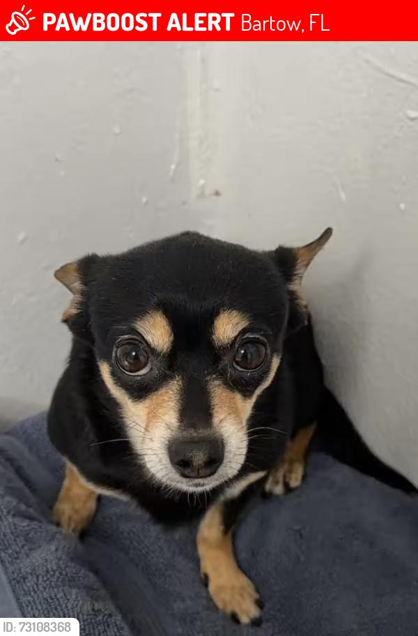 Lost Male Dog last seen Near W Summerlin St Bartow, FL 33830 United States, Bartow, FL 33830