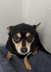 Lost Male Dog last seen Near W Summerlin St Bartow, FL 33830 United States, Bartow, FL 33830