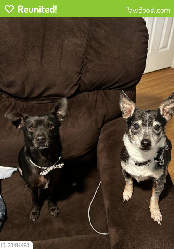 Reunited Male Dog last seen Simpson and Tiffany Dr, Guthrie, OK 73044