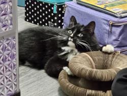 Lost Female Cat last seen Near W, residential area next to Bangerter Highway, West Valley City, UT 84120