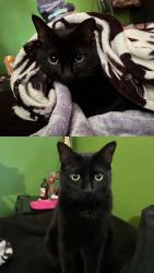 Reunited Male Cat last seen Continental Ave., South El Monte, CA 91733