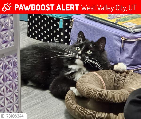 Lost Female Cat last seen Near W, residential area next to Bangerter Highway, West Valley City, UT 84120