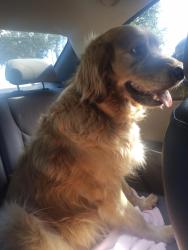 Found/Stray Male Dog last seen Entrance of Oak Arbor ests, Pearland, TX 77584