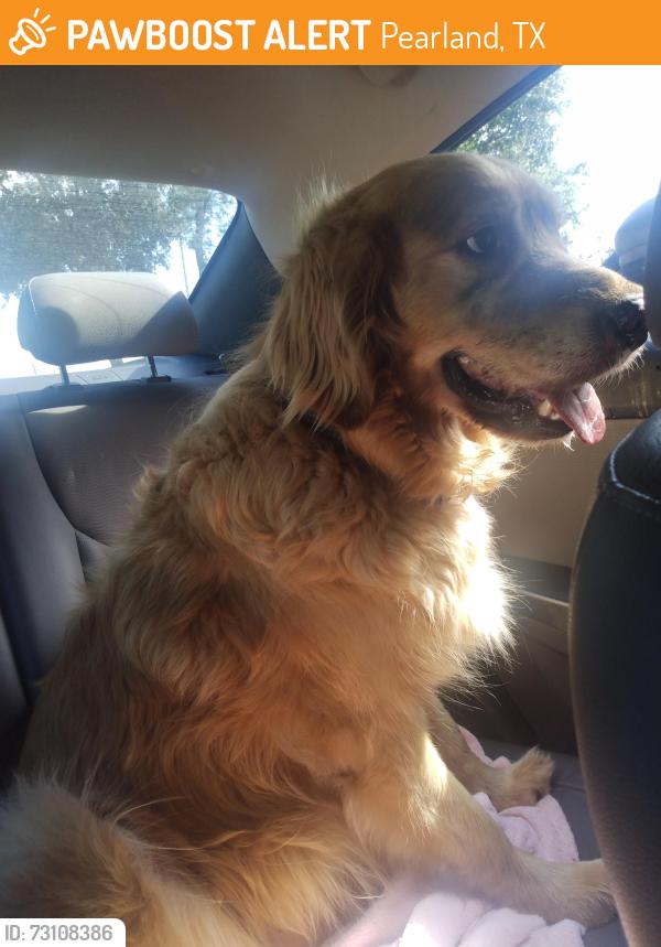 Found/Stray Male Dog last seen Entrance of Oak Arbor ests, Pearland, TX 77584