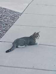 Found/Stray Male Cat last seen 127th Sweetwater, Sweetwater, FL 33182