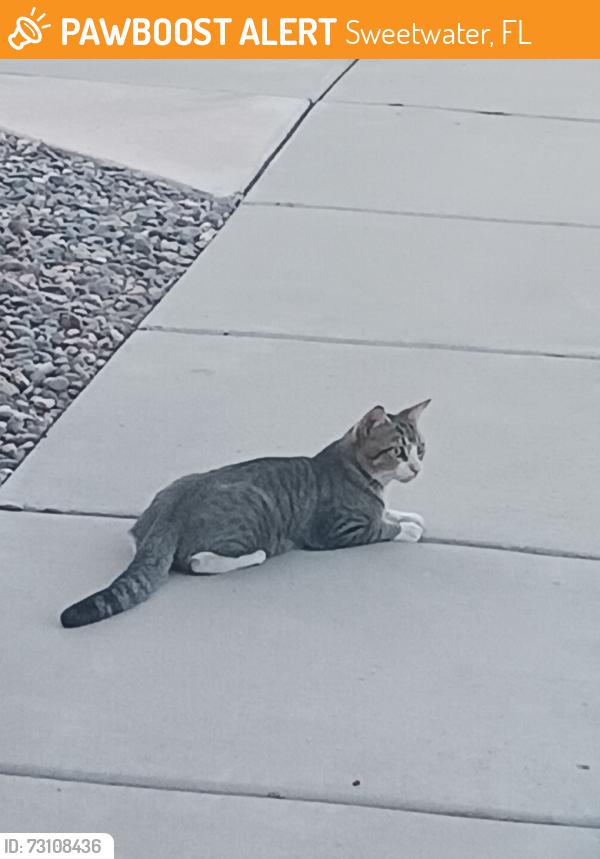 Found/Stray Male Cat last seen 127th Sweetwater, Sweetwater, FL 33182
