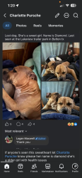 Lost Female Dog last seen Lakeview mobile park, Belton, TX 76513