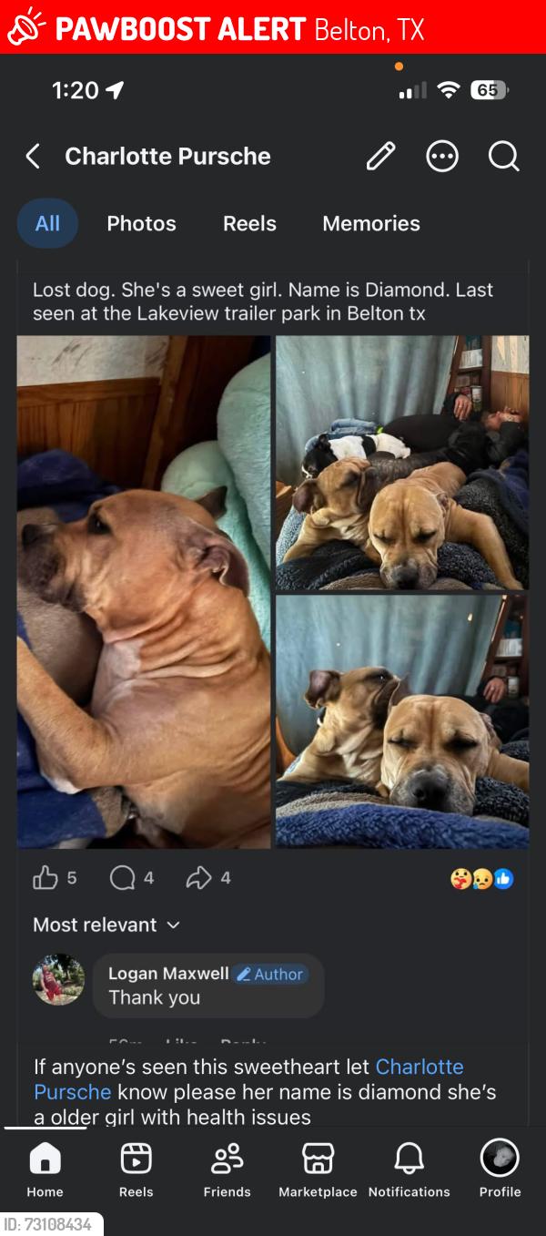 Lost Female Dog last seen Lakeview mobile park, Belton, TX 76513