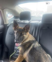 Reunited Male Dog last seen Near Mojave Dr, Dallas, TX 75241, USA, Dallas, TX 75241