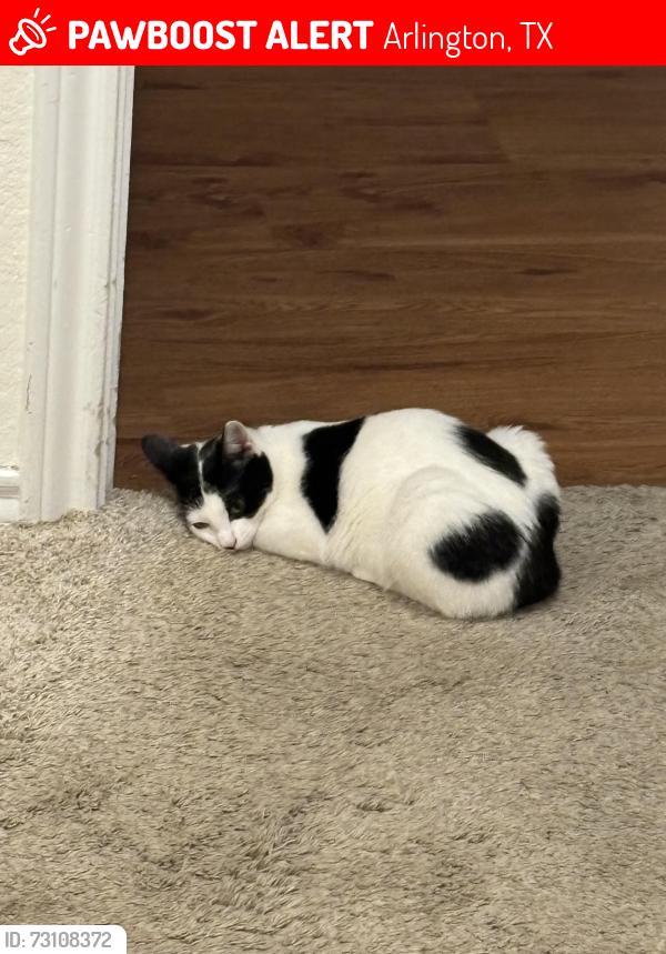Lost Female Cat last seen Morris Ln and Morris Heights, Arlington, TX 76016