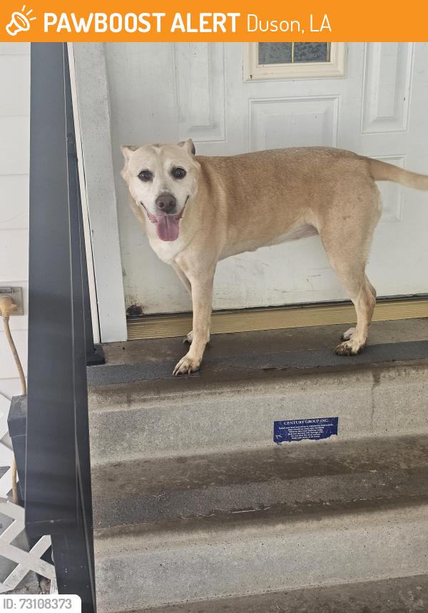 Found/Stray Female Dog last seen Family Dollar store on ridge road and langeaux road, Duson, LA 70529
