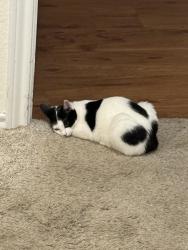 Lost Female Cat last seen Morris Ln and Morris Heights, Arlington, TX 76016