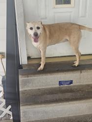 Found/Stray Female Dog last seen Family Dollar store on ridge road and langeaux road, Duson, LA 70529