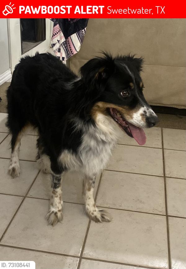 Lost Female Dog last seen San Carlos and Hailey street, Sweetwater, TX 79556