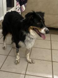Lost Female Dog last seen San Carlos and Hailey street, Sweetwater, TX 79556