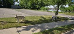 Found/Stray Male Dog last seen Hill st london ontario, London, ON 