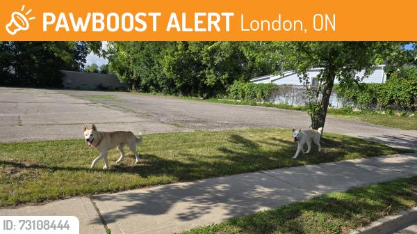 Found/Stray Male Dog last seen Hill st london ontario, London, ON 
