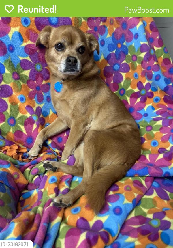 Reunited Female Dog last seen Kellogg Park, Maplewood, MO 63143
