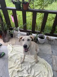 Reunited Female Dog last seen Near Irvington and Post Street, Houston, TX 77022