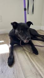 Reunited Male Dog last seen Near Williams ave, La Mesa, CA 91942