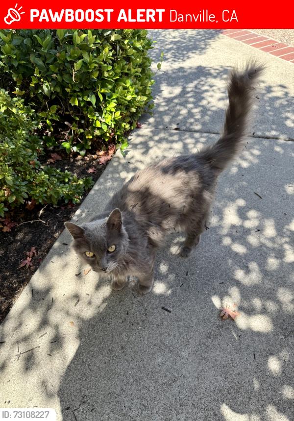 Lost Male Cat last seen Northridge Neighborhood, Danville, CA 94506