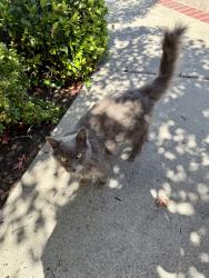 Lost Male Cat last seen Northridge Neighborhood, Danville, CA 94506
