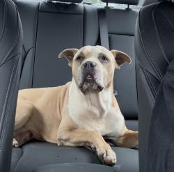 Reunited Male Dog last seen Veterans Pkwy and Mainbridge Lane, Willingboro, NJ 08046